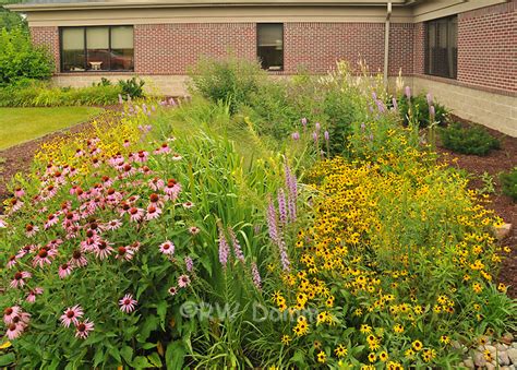 rain garden | Robert Domm Photography