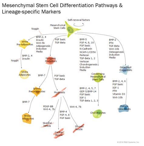 Mesenchymal Stem Cells & Lineage-specific Markers: R&D Systems