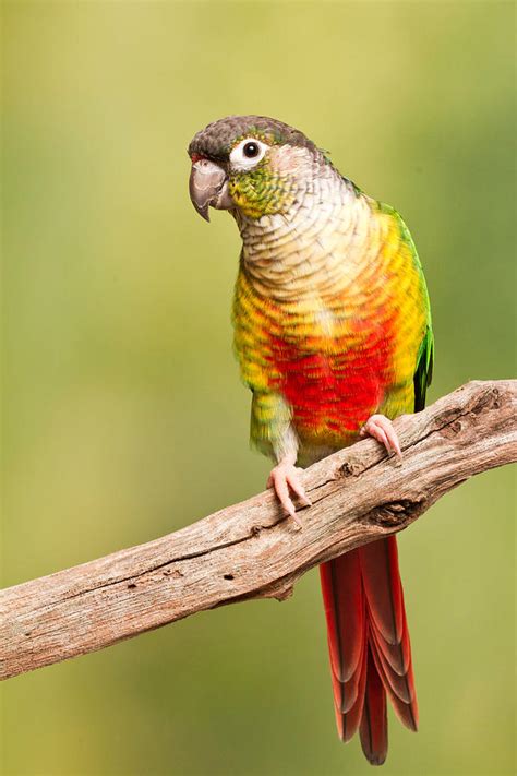 Green-cheeked Conure Pyrrhura Molinae Photograph by David Kenny - Pixels