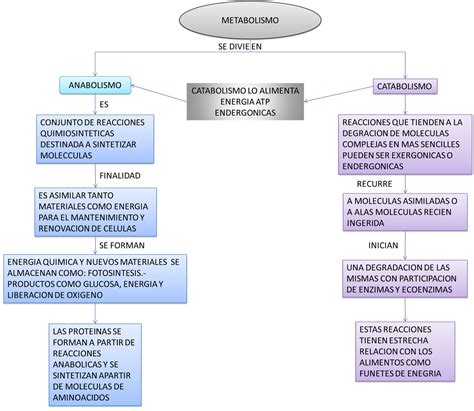 Mapa Mental De Anabolismo Y Catabolismo Image Mapa Mentos Images 156800 | The Best Porn Website