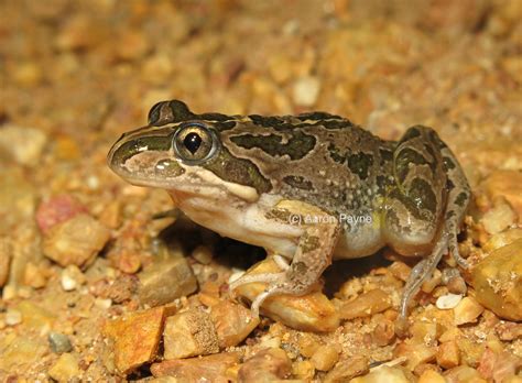 Spotted Marsh Frog (Limnodynastes tasmaniensis) | Spotted Ma… | Flickr