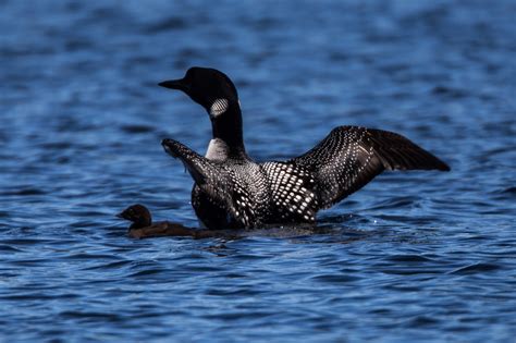 Common Loons Female Baby free image download