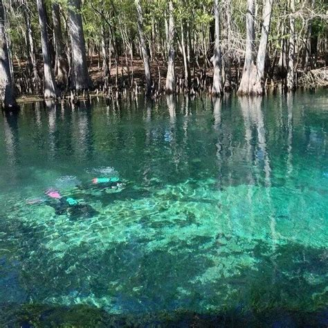 Manatee Springs State Park | State parks, Incredible places, Florida travel