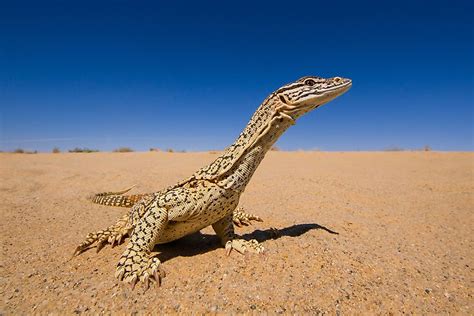 What Animals Live In The Australian Outback? - WorldAtlas