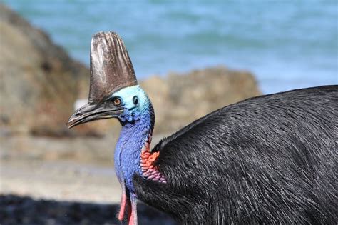 Six extraordinary Australian birds you need to see