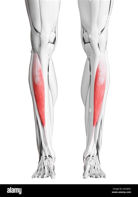 Tibialis anterior muscle, illustration Stock Photo - Alamy