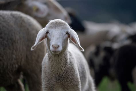 Modemerken verzetten zich tegen mulesing - TRED