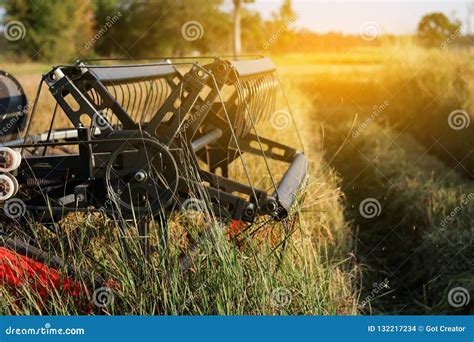 Harvester Agriculture Machine and Harvesting in Rice Field Working ...