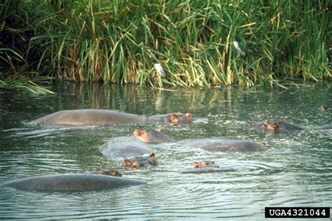 hippopotamus (Hippopotamus amphibius)