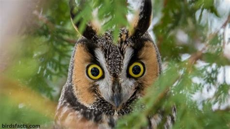 Owl Ears Unlock the Secrets of Owl Hearing with Amazing