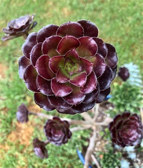 Aeonium Black Rose Zwartkopf in 2020 | Succulents, Cacti and succulents, Plants