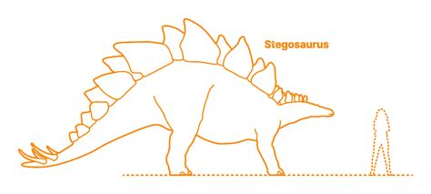 Stegosaurus (Stegosaurus stenops) Dimensions & Drawings | Dimensions.com