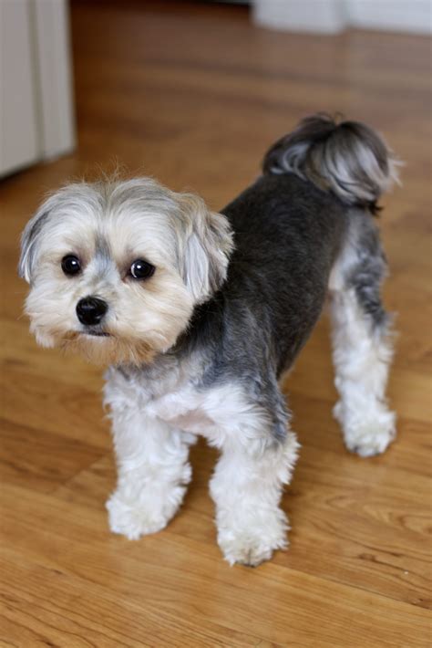 Morkie Dog - The Maltese Yorkie Mix - Animal Corner