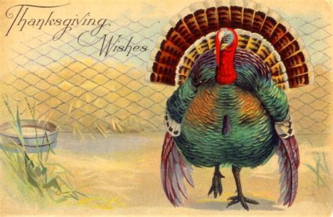 25 Colorful Vintage Thanksgiving Turkey Postcards ~ Vintage Everyday