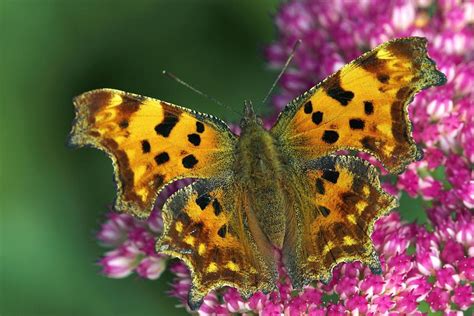 Comma Butterfly Photograph by Colin Varndell