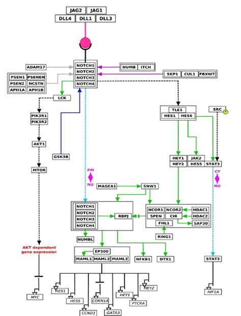 Notch Pathway Proteins - Creative Biomart