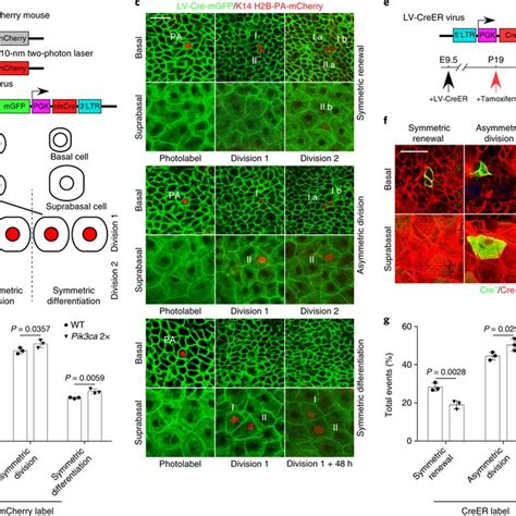 EdU-BrdU pulse chase differentiation assay measures renewal rate in ...