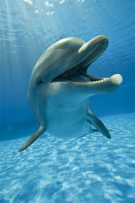 The Last Word On Nothing | happy dolphin