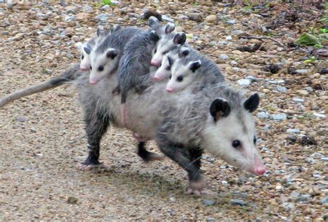 Should I be concerned about opossums on my property? in New Hampshire | Opossum | WildlifeHelp.org