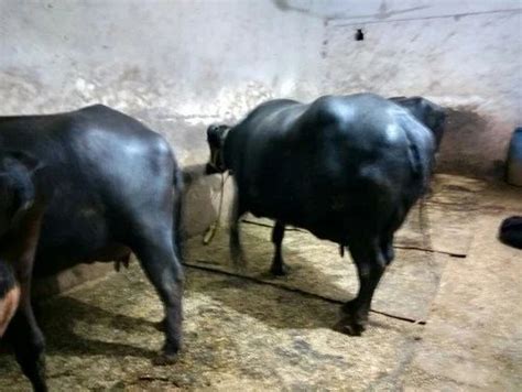 Female Breed Murrah Buffalo at ₹ 75000 in Karnal | ID: 18169350997