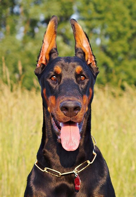 Doberman Dog Hd Wallpaper Download : Doberman Wallpaper Pinscher ...