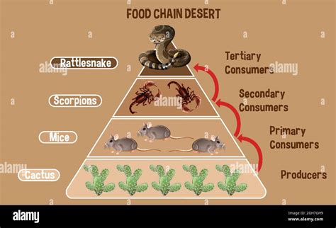 Diagram showing Desert food chain for education illustration Stock Vector Image & Art - Alamy