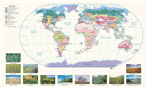 World Vegetation Wall Map by GeoNova - MapSales