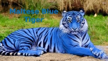 Maltese Blue Tiger - Power Point information facts pictures overview