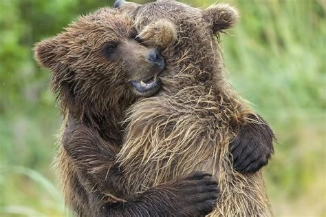 Adorable bear cub siblings hug it out after being reunited