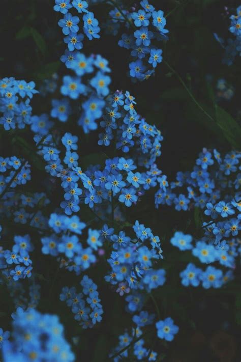 forget-me-not | Blue flower wallpaper, Flower aesthetic, Blue aesthetic