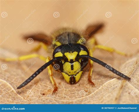 Wasp Face stock image. Image of garden, closeup, yellow - 38796937