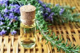 Plant Magic! 15 Potent Benefits of Rosemary Essential Oil