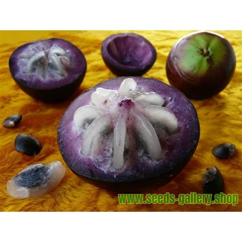 Star Apple Seeds (Chrysophyllum cainito) - Price €4.95