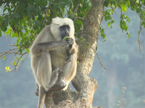 ANIMALS FOUND IN RAJAJI NATIONAL PARK | RAJAJI NATIONAL PARK