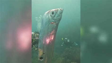 Giant ‘doomsday fish’ has rare close encounter with divers off Taiwan coast