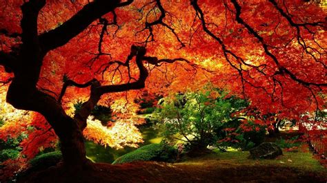 HD Tree Wallpapers | Beautiful Cool Wallpapers