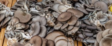 The Ultimate Guide to Blue Oyster Mushrooms | GroCycle