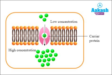 Passive Transport Diagram