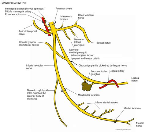 Cambridge Questions | Facial nerve, Nerve, Nerve anatomy