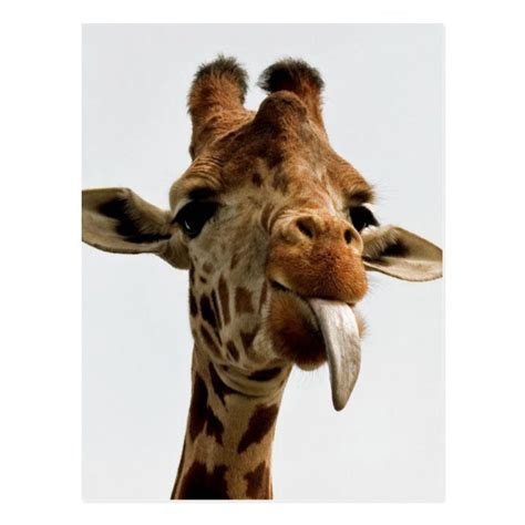 Giraffe Sticking Out Tongue Postcard #funny #face #giraffe #animal # ...