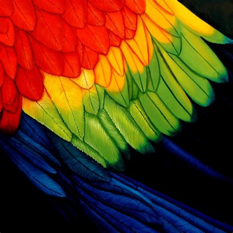 PLUMAJE II | Detalle de plumaje de una guacamaya | ALEJANDRO CALVILLO ...