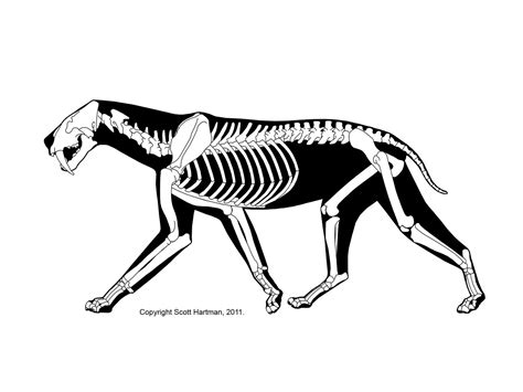 Smilodon en 2020 (con imágenes) | Anatomía animal, Animales prehistóricos, Paleontología