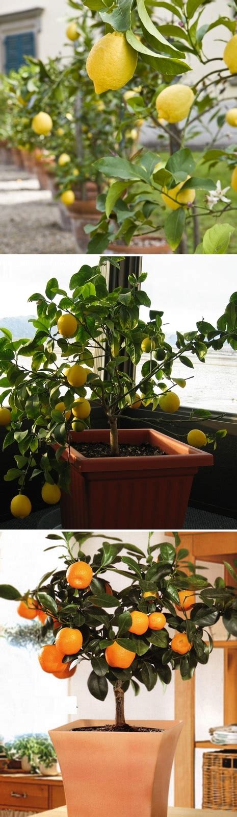 The most popular dwarf citrus trees in containers