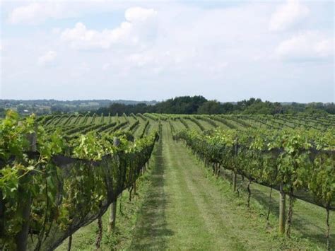 The 20 Best Kentucky Wineries To Visit In 2023 | Sampling America