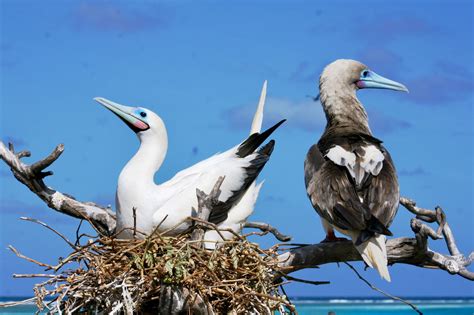 The Red footed Boobies if Willis Island😍 Tropical Birds, Booby, Island ...