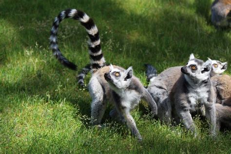 Free Images : wildlife, mammal, fauna, lemur catta, madagascar, vertebrate, primates, curious ...