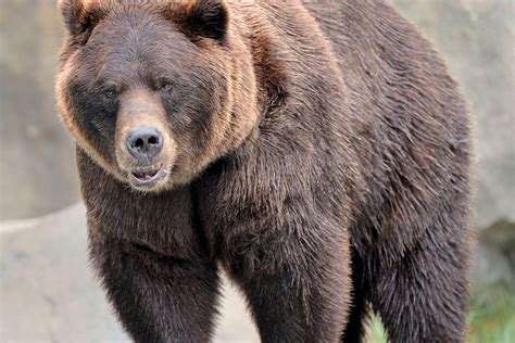 Grizzly Bear 10 - Wallpics.Net