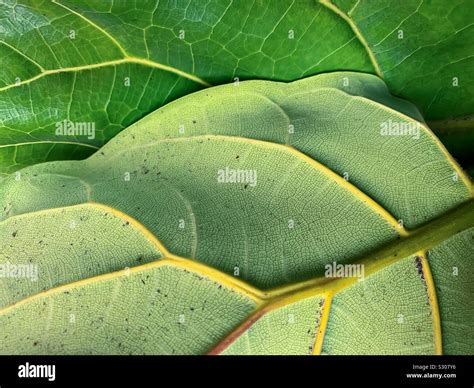 Fiddle leaf fig Stock Photo - Alamy