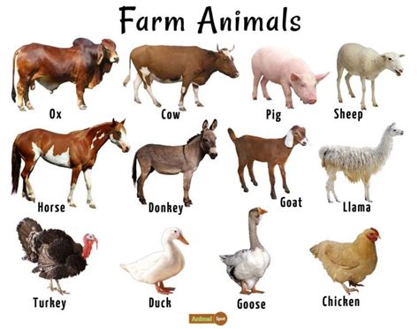 Farm Animals List, Facts, and Pictures Farm Animals List, Animals Name List, Wild Animals List ...