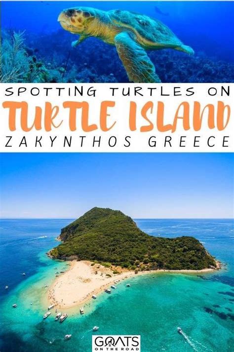 Spotting turtles on turtle island zakynthos – Artofit